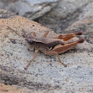 Phaulacridium vittatum at Gundaroo, NSW by ConBoekel