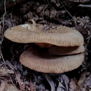 Unidentified Cap on a stem; gills below cap [mushrooms or mushroom-like] at Kianga, NSW by Teresa