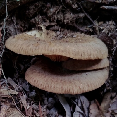 Unidentified Cap on a stem; gills below cap [mushrooms or mushroom-like] at Kianga, NSW - 27 Jan 2025 by Teresa