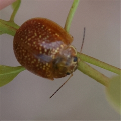 Unidentified Leaf beetle (Chrysomelidae) at Gundaroo, NSW - 25 Jan 2025 by ConBoekel