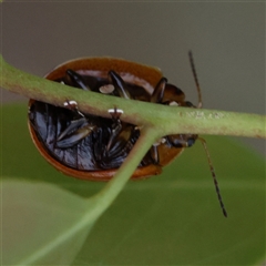 Paropsisterna cloelia at Gundaroo, NSW - 26 Jan 2025 07:44 AM