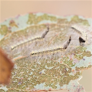 Uraba lugens (Gumleaf Skeletonizer) at Gundaroo, NSW by ConBoekel