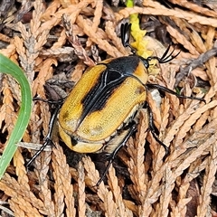 Chondropyga dorsalis (Cowboy beetle) at Braidwood, NSW - 27 Jan 2025 by MatthewFrawley