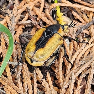 Chondropyga dorsalis at Braidwood, NSW - 27 Jan 2025 02:59 PM