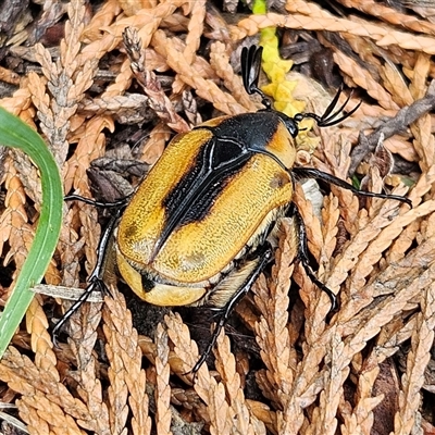 Chondropyga dorsalis (Cowboy beetle) at Braidwood, NSW - 27 Jan 2025 by MatthewFrawley