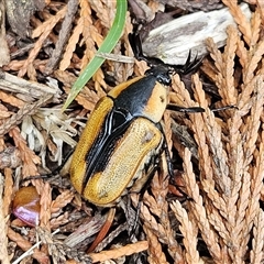 Chondropyga dorsalis at Braidwood, NSW - 27 Jan 2025 02:59 PM