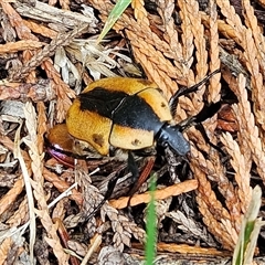 Chondropyga dorsalis at Braidwood, NSW - 27 Jan 2025 02:59 PM