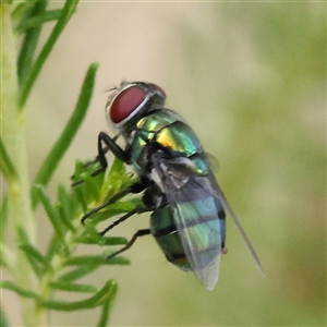 Lucilia sp. (genus) (A blowfly) at Gundaroo, NSW by ConBoekel