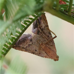 Ocrasa acerasta at Gundaroo, NSW by ConBoekel