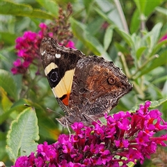 Vanessa itea (Yellow Admiral) at Braidwood, NSW - 27 Jan 2025 by MatthewFrawley