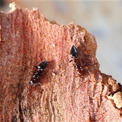 Crematogaster sp. (genus) (Acrobat ant, Cocktail ant) at Cook, ACT - 25 Jan 2025 by CathB