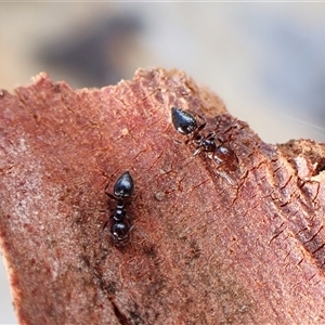 Crematogaster sp. (genus) at Cook, ACT - 25 Jan 2025 08:37 PM