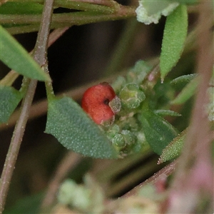 Einadia nutans (Climbing Saltbush) at Gundaroo, NSW - 26 Jan 2025 by ConBoekel