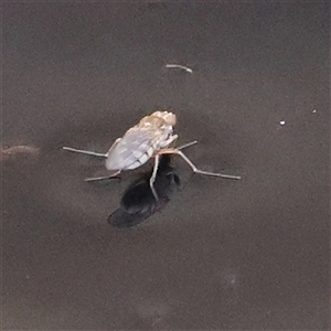 Brachydeutera sydneyensis (Shore fly) at Gundaroo, NSW by ConBoekel