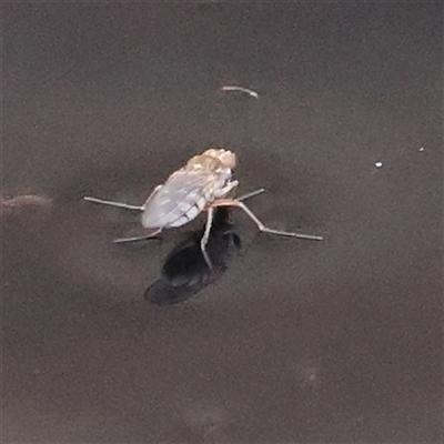 Brachydeutera sydneyensis (Shore fly) at Gundaroo, NSW - 26 Jan 2025 by ConBoekel