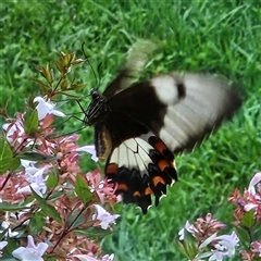 Papilio aegeus (Orchard Swallowtail, Large Citrus Butterfly) at Braidwood, NSW - 28 Jan 2025 by MatthewFrawley