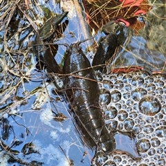 Cherax destructor (Common Yabby) at Acton, ACT - 14 Jan 2025 by kasiaaus