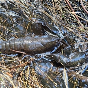 Cherax destructor at Acton, ACT - 14 Jan 2025 12:06 PM