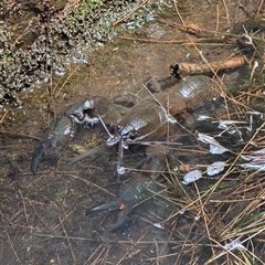 Cherax destructor at Acton, ACT - 14 Jan 2025 12:06 PM