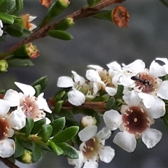 Leptospermum sp. by JARS