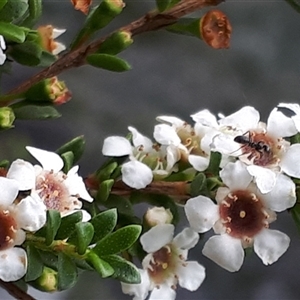 Leptospermum sp. at Yaouk, NSW by JARS