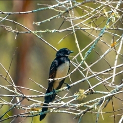 Rhipidura leucophrys (Willie Wagtail) at Orangeville, NSW - 27 Jan 2025 by belleandjason