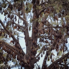 Pteropus scapulatus (Little Red Flying Fox) at Mudgee, NSW - 27 Jan 2025 by aussiejai