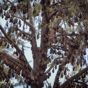 Pteropus scapulatus (Little Red Flying Fox) at Mudgee, NSW by aussiejai