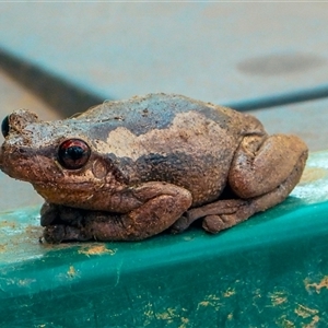 Litoria peronii at Orangeville, NSW by belleandjason