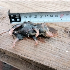 Unidentified Antechinus at Waterloo, VIC - 22 Jan 2025 by JasmineP