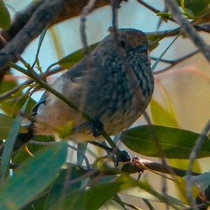 Acanthiza pusilla (Brown Thornbill) at Orangeville, NSW by belleandjason