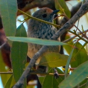 Acanthiza pusilla at Orangeville, NSW - suppressed