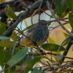 Acanthiza pusilla at Orangeville, NSW - suppressed