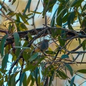 Acanthiza pusilla at Orangeville, NSW - suppressed