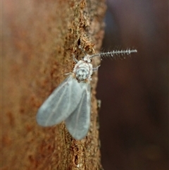 Coniopterygidae (family) at Cook, ACT - 24 Jan 2025 by CathB