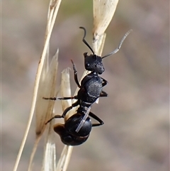 Polyrhachis sp. (genus) (A spiny ant) at Cook, ACT - 25 Jan 2025 by CathB