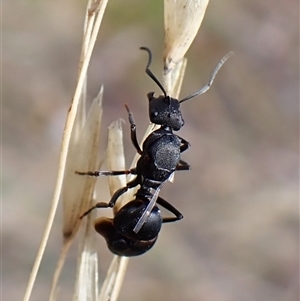 Polyrhachis sp. (genus) (A spiny ant) at Cook, ACT by CathB