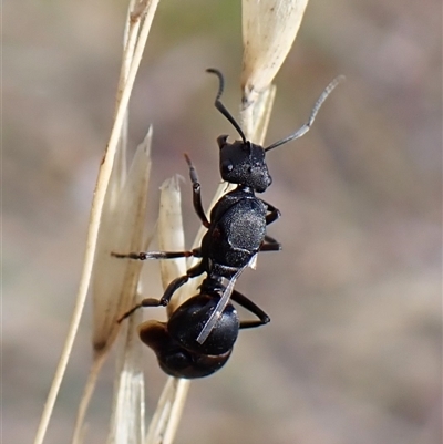 Polyrhachis sp. (genus) (A spiny ant) at Cook, ACT - 24 Jan 2025 by CathB