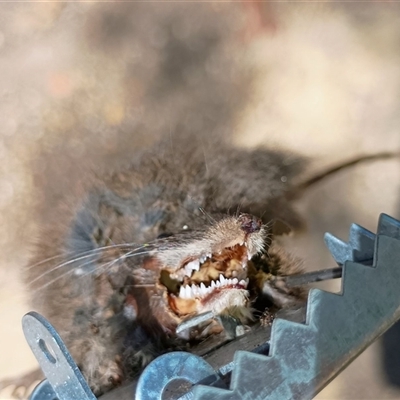 Unidentified Antechinus at Waterloo, VIC - 22 Jan 2025 by JasmineP