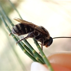 Lipotriches sp. (genus) (Halictid bee) at Cook, ACT - 24 Jan 2025 by CathB