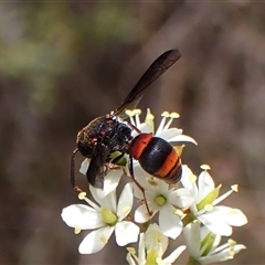 Euodynerus sp. (genus) at Cook, ACT - 26 Jan 2025 by CathB