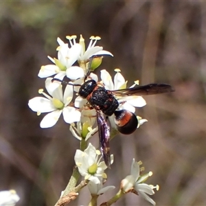 Eumeninae (subfamily) at Cook, ACT - 26 Jan 2025 02:36 PM