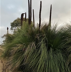 Xanthorrhoea sp. (Grass Tree) at Red Hill, ACT - 26 Jan 2025 by ruthkerruish