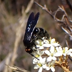 Scoliidae (family) (Unidentified Hairy Flower Wasp) at Cook, ACT - 26 Jan 2025 by CathB