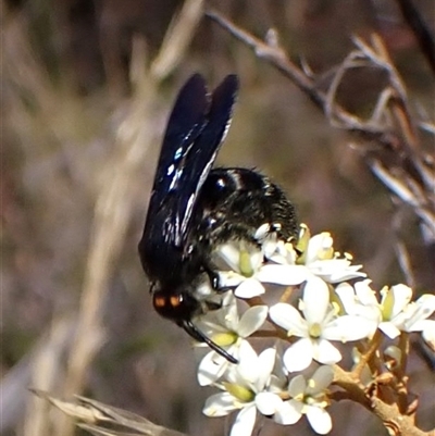 Scoliidae (family) (Unidentified Hairy Flower Wasp) at Cook, ACT - 26 Jan 2025 by CathB