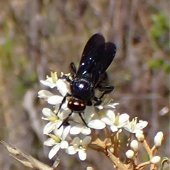 Scoliidae (family) at Cook, ACT - 26 Jan 2025 03:02 PM