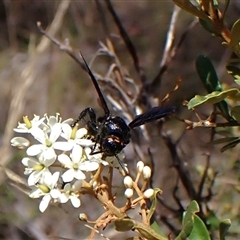 Scoliidae (family) at Cook, ACT - 26 Jan 2025 03:02 PM