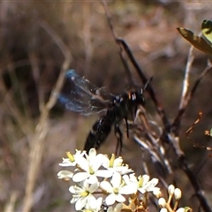 Scoliidae (family) at Cook, ACT - 26 Jan 2025 03:02 PM