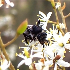 Unidentified Bee (Hymenoptera, Apiformes) at Cook, ACT - 26 Jan 2025 by CathB