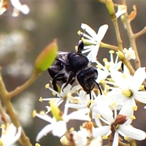 Unidentified Bee (Hymenoptera, Apiformes) at Cook, ACT by CathB